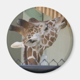 giraffe magnet