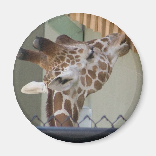 giraffe magnet (Front)