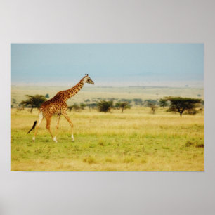 Giraffe Masai Mara, Kenya poster, print, picture Poster