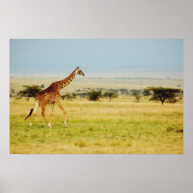 Giraffe Masai Mara, Kenya poster, print, picture Poster (Front)