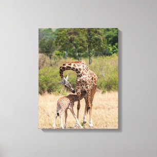 Giraffe Mother and Baby in Kenya Canvas Print