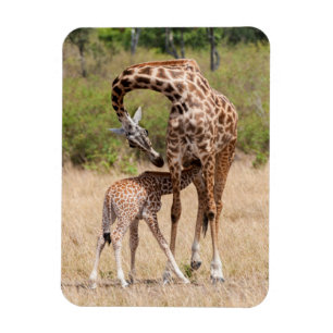 Giraffe Mother and Baby in Kenya Magnet
