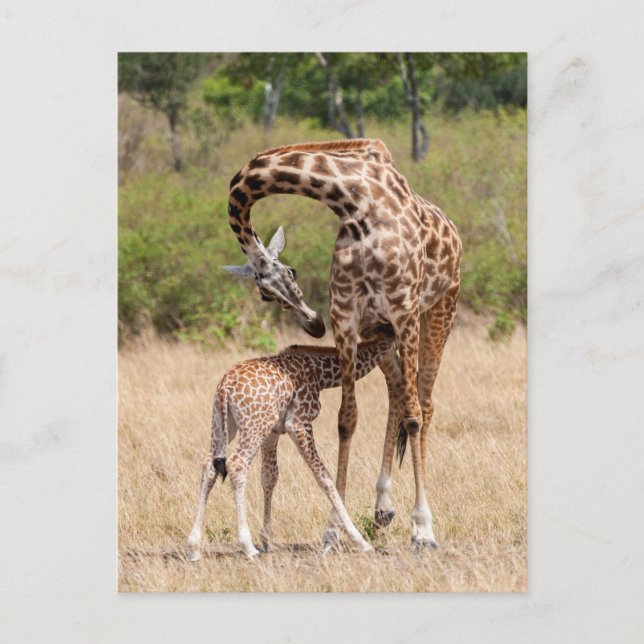 Giraffe Mother and Baby in Kenya Postcard (Front)
