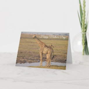 Giraffe Mother's Day Card