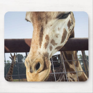 Giraffe Mouse Mat