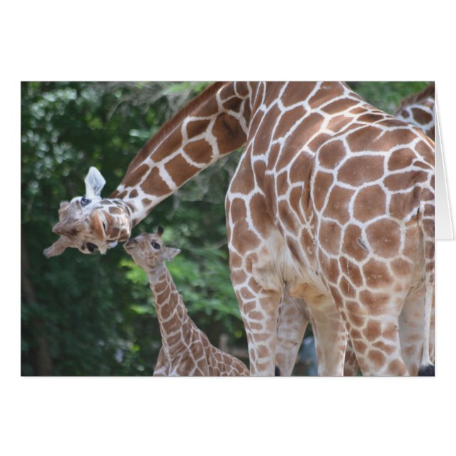 Giraffe Mum and Baby (Front Horizontal)