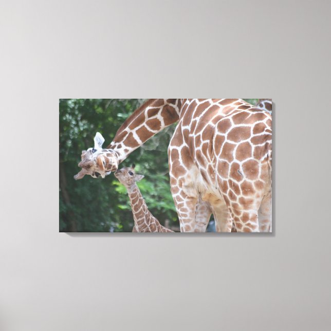 Giraffe mum and baby Poster Canvas Print (Front)