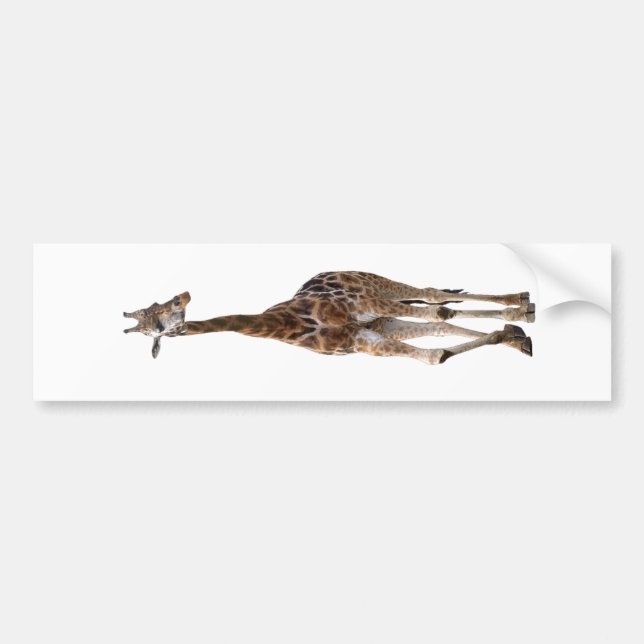 Giraffe Named Tip Top Bumper Sticker..! Sticker (Front)