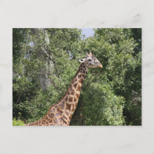 giraffe neck postcard