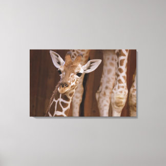 giraffe on screen canvas print