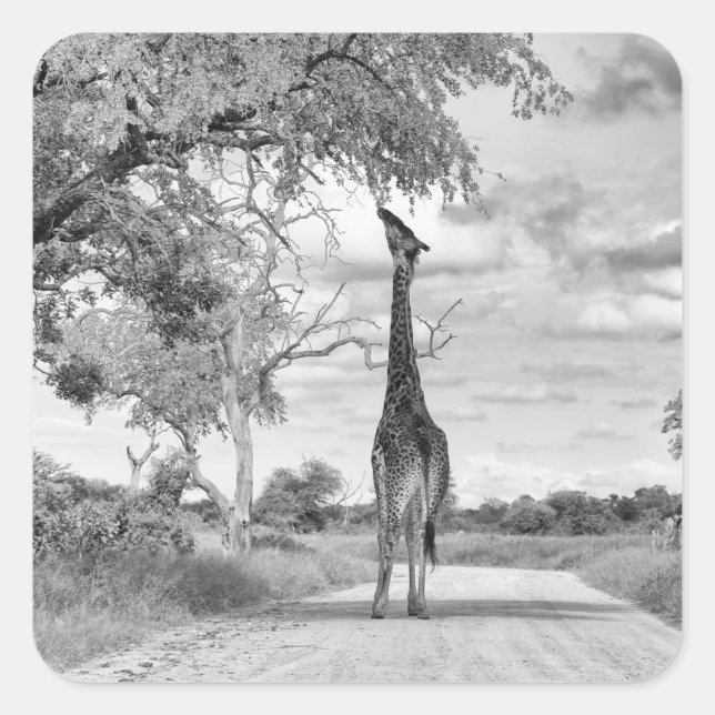Giraffe on the road square sticker (Front)