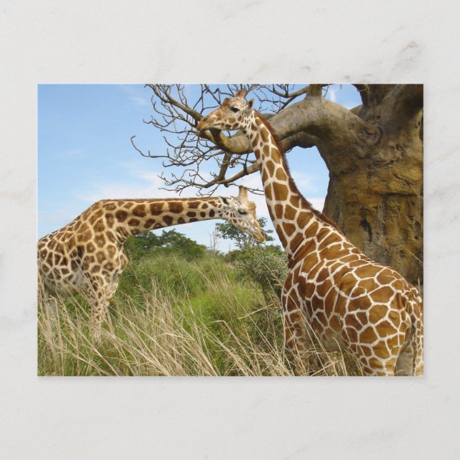 Giraffe pair postcard (Front)