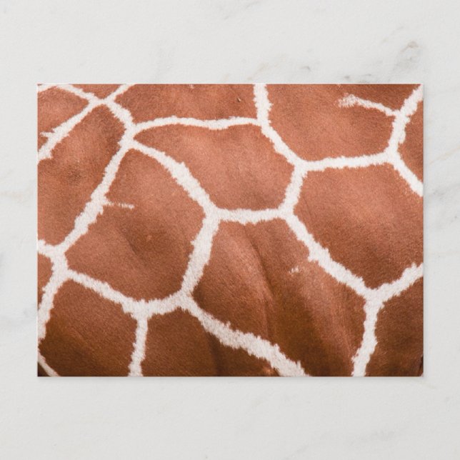 Giraffe pattern postcard (Front)