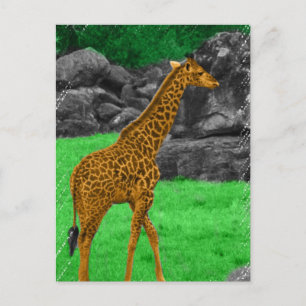 Giraffe photo colourized orange and green postcard