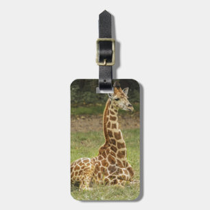 Giraffe Photo Luggage Tag
