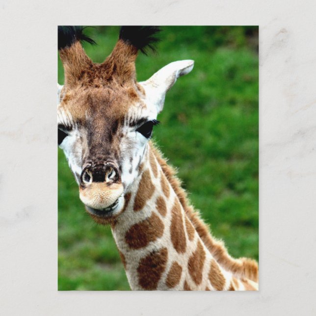 Giraffe Photo Postcard (Front)