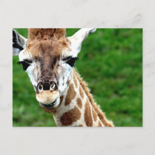 Giraffe Photo Postcard