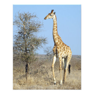 GIRAFFE PHOTO PRINT
