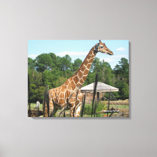 giraffe photo Rhonda Patton Canvas Print