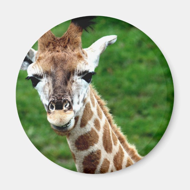 Giraffe Photo Round Magnet (Front)