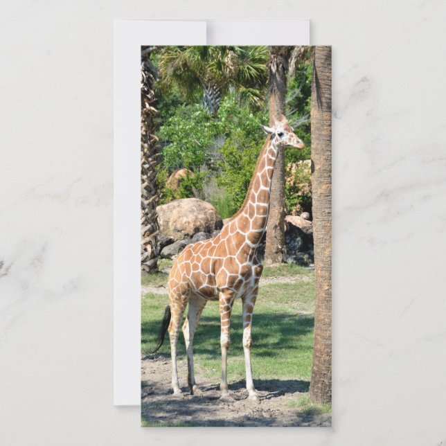 Giraffe photocard (Front)