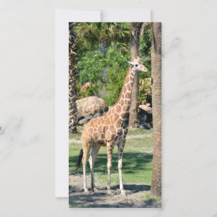 Giraffe photocard