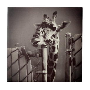 Giraffe Photograph - Vintage Style Tile