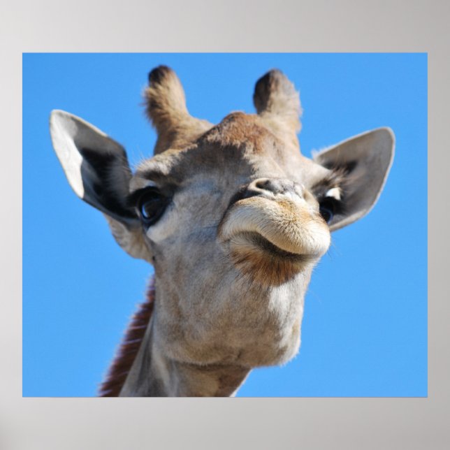 Giraffe photography profile poster (Front)
