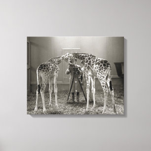 Giraffe Portrait, 1926 Canvas Print