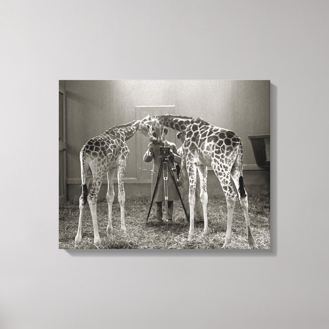 Giraffe Portrait, 1926 Canvas Print (Front)