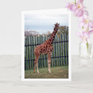 Giraffe Portrait Card
