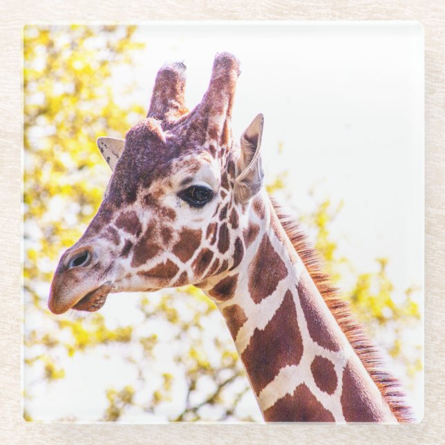 Giraffe Portrait Glass Coaster (Front)