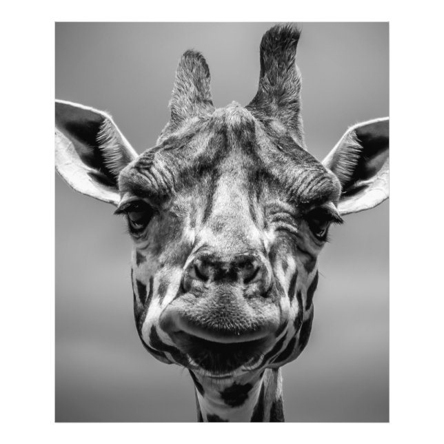 Giraffe Portrait in Monotone Photo Print (Front)