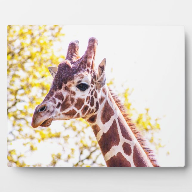 Giraffe Portrait Plaque (Front)