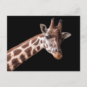 Giraffe Portrait - Postcard