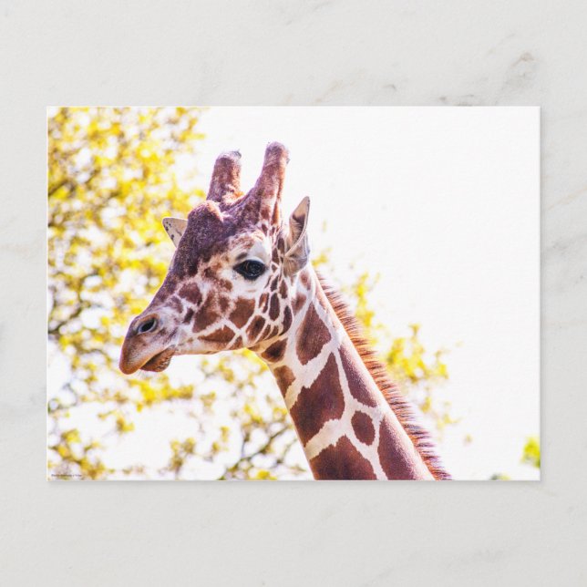 Giraffe Portrait Postcard (Front)