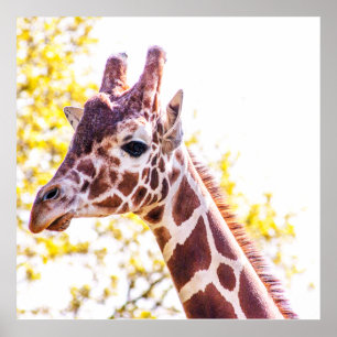 Giraffe Portrait Poster