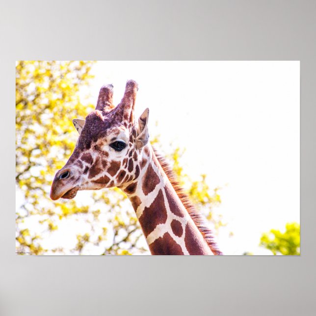 Giraffe Portrait Poster (Front)