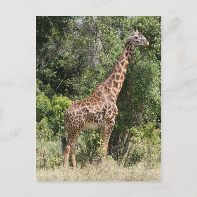 giraffe pose postcard (Front)