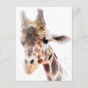 Giraffe Postcard