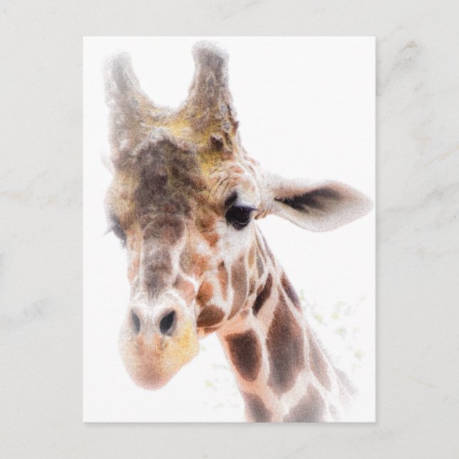 Giraffe Postcard (Front)