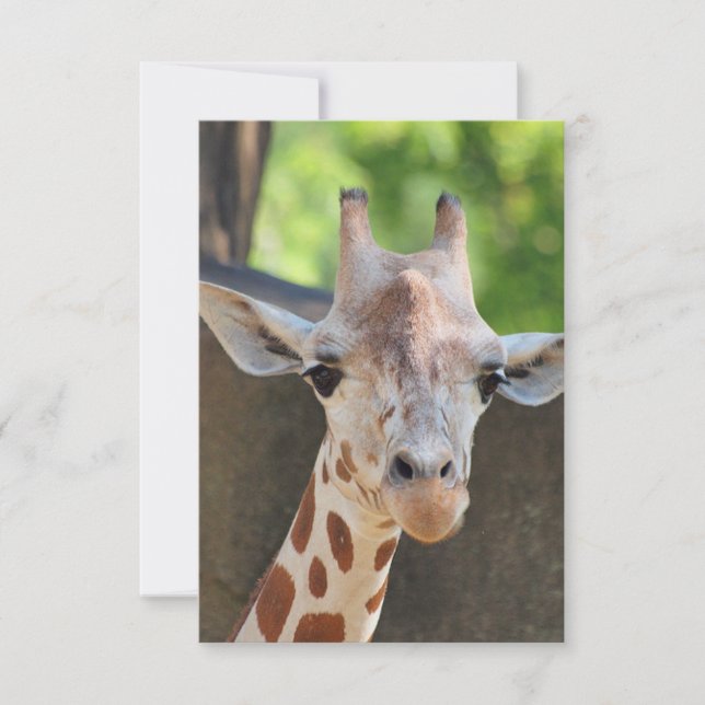 Giraffe Postcard (Front)