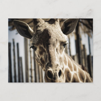 Giraffe Postcard
