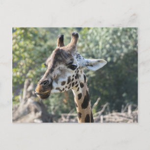 Giraffe Postcard