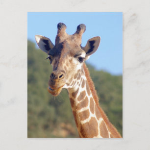 Giraffe Postcard