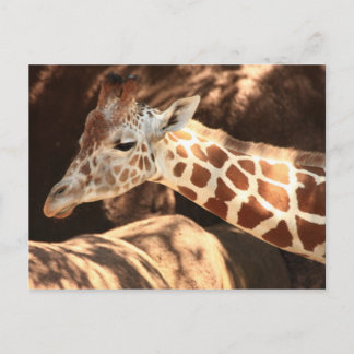 Giraffe Postcard