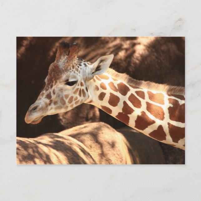 Giraffe Postcard (Front)