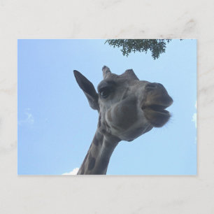 Giraffe Postcard