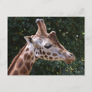Giraffe Postcard
