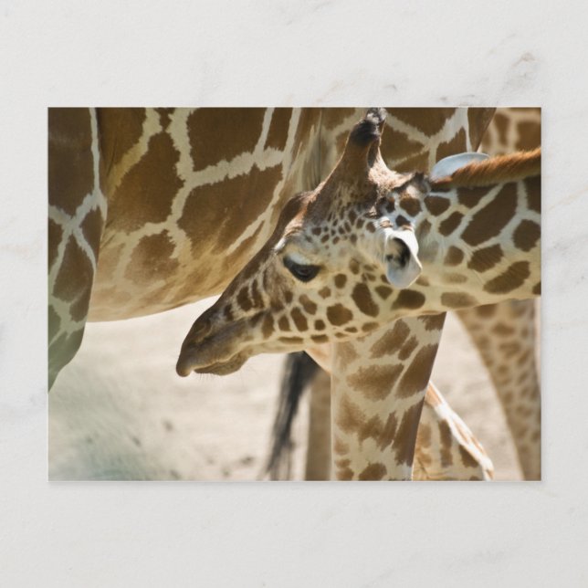 Giraffe • Postcard (Front)